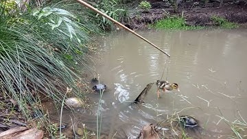 Nhấp Cá Lóc Bằng Vịt Con Gặp Ngay Con Lóc Cọt Hổ Báo Táp Như Mưa Đầu Mùa Và Cái Kết Ố Dề Em Cá Đực