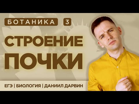 Строение почки | ЕГЭ Биология | Даниил Дарвин