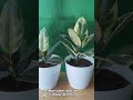 So inlove 😍#indoorplants #houseplants #plantita #plantlover #naturelittlesanctuary