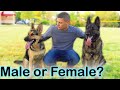 Male vs Female German Shepherd - Which One Should You Get?