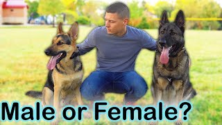 large female german shepherd