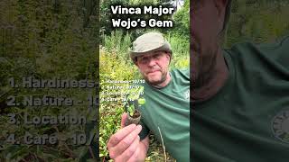 Dartana Plants growing guide to Vinca Major Wojo's Gem