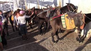 Santorini Donkeys