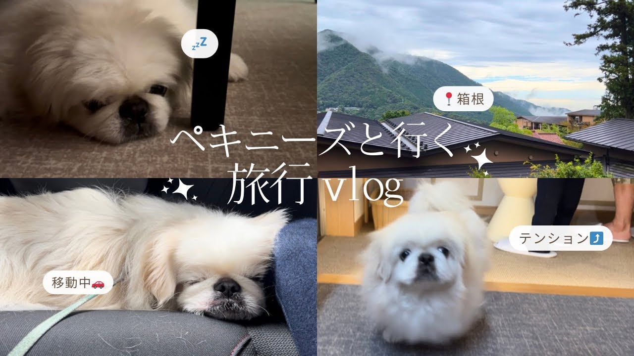 【vlog】ペキニーズと旅行in箱根