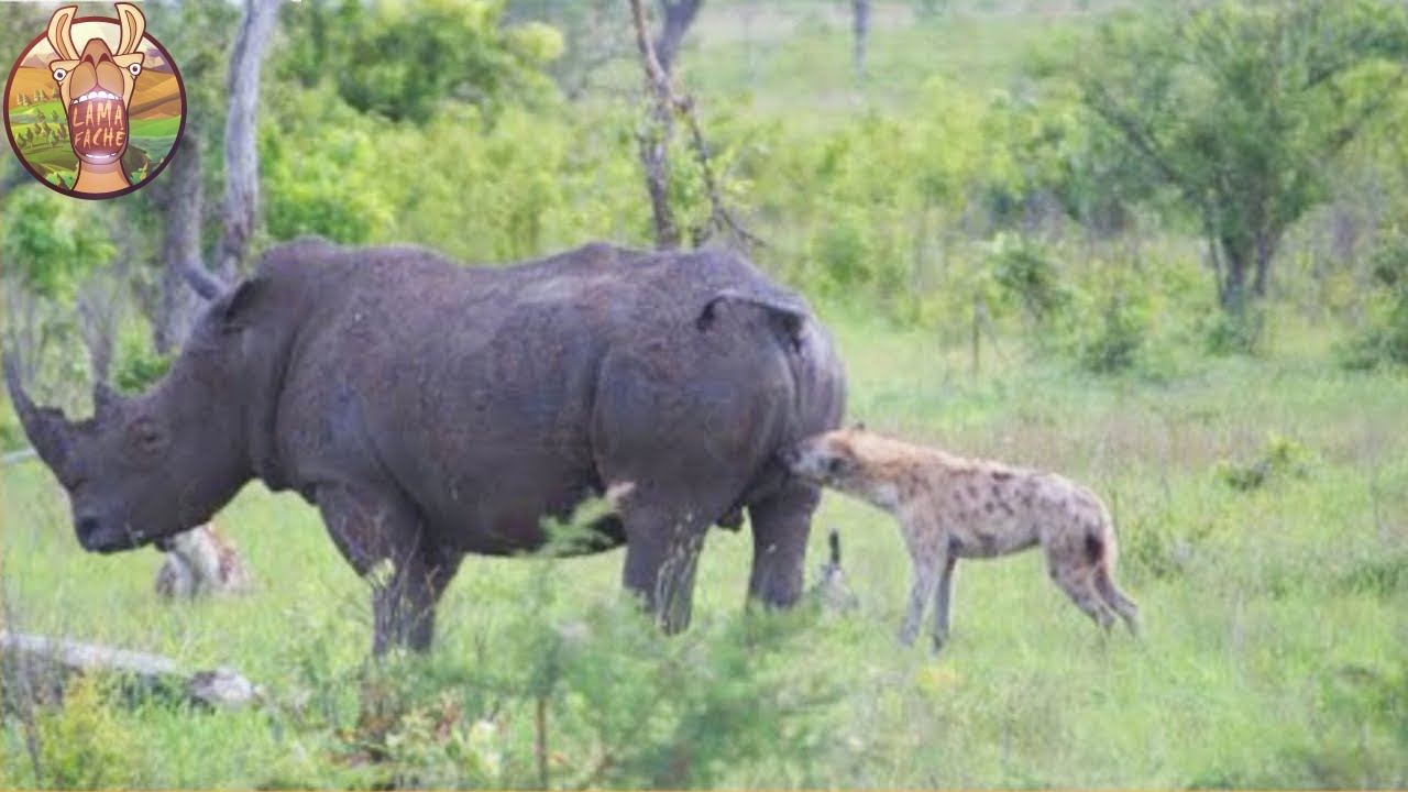 Combats D'Animaux Les Plus Violents Filmés En Direct!