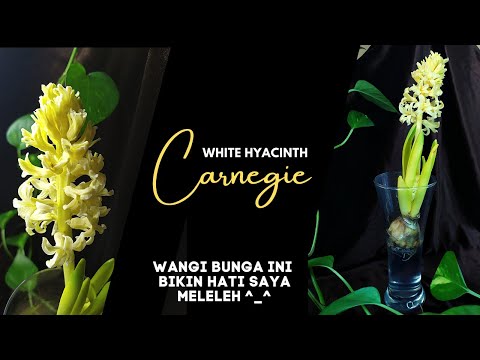 Video: Membuat Hyacinth Mekar: Petua Memelihara Bunga Hyacinth Setiap Tahun