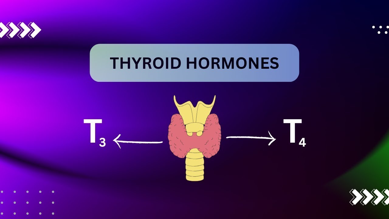 Thyroid Hormones // Release and Synthesis of Thyroid hormones 