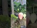 #viral #farming #shorts #strawberryfarming