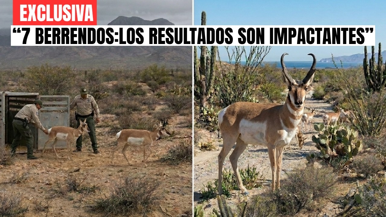Soltaron 7 berrendos en el desierto más árido de México... Años después nadie lo creía