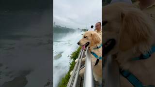 Duoduo was really enjoying Niagara Falls! 🦮❤️🌊 #goldenretriever #puppy #niagarafalls #cute #trip