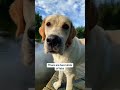 Funny moments of animals #petshorts #animalfailsfunny #animals being derps #funny pet fails