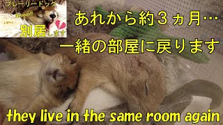 別居から約3ヵ月。一緒の部屋に戻ります They live in the same room again #63