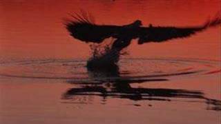 XIV dark centuries - falsche propheten