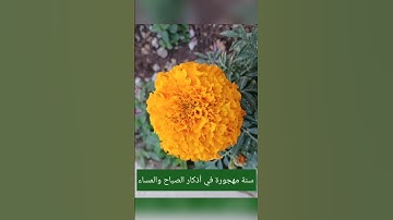 سنة مهجورة في أذكار الصباح والمساء #ابن_عثيمين #سنة_مهجورة #الأذكار #حصن_المسلم #سبحان_الله_وبحمده