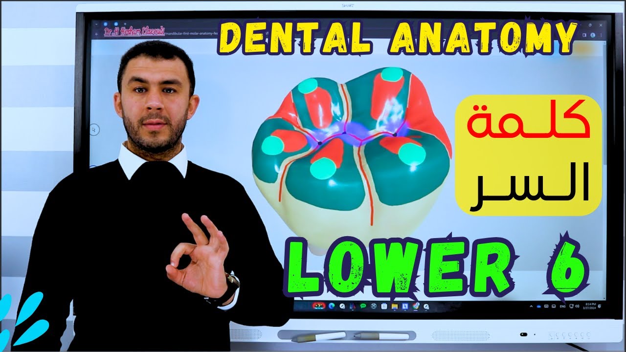 21- Mandibular First Molar ( 3D of Lower 6 ) P1 - كلمة السر
