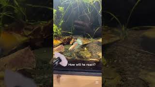 Bettas react to fake betta #betta #bettafish