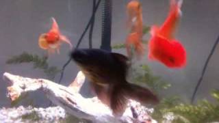 How Do Goldfish Mate And How To Mate 2 Goldfish In A Tank