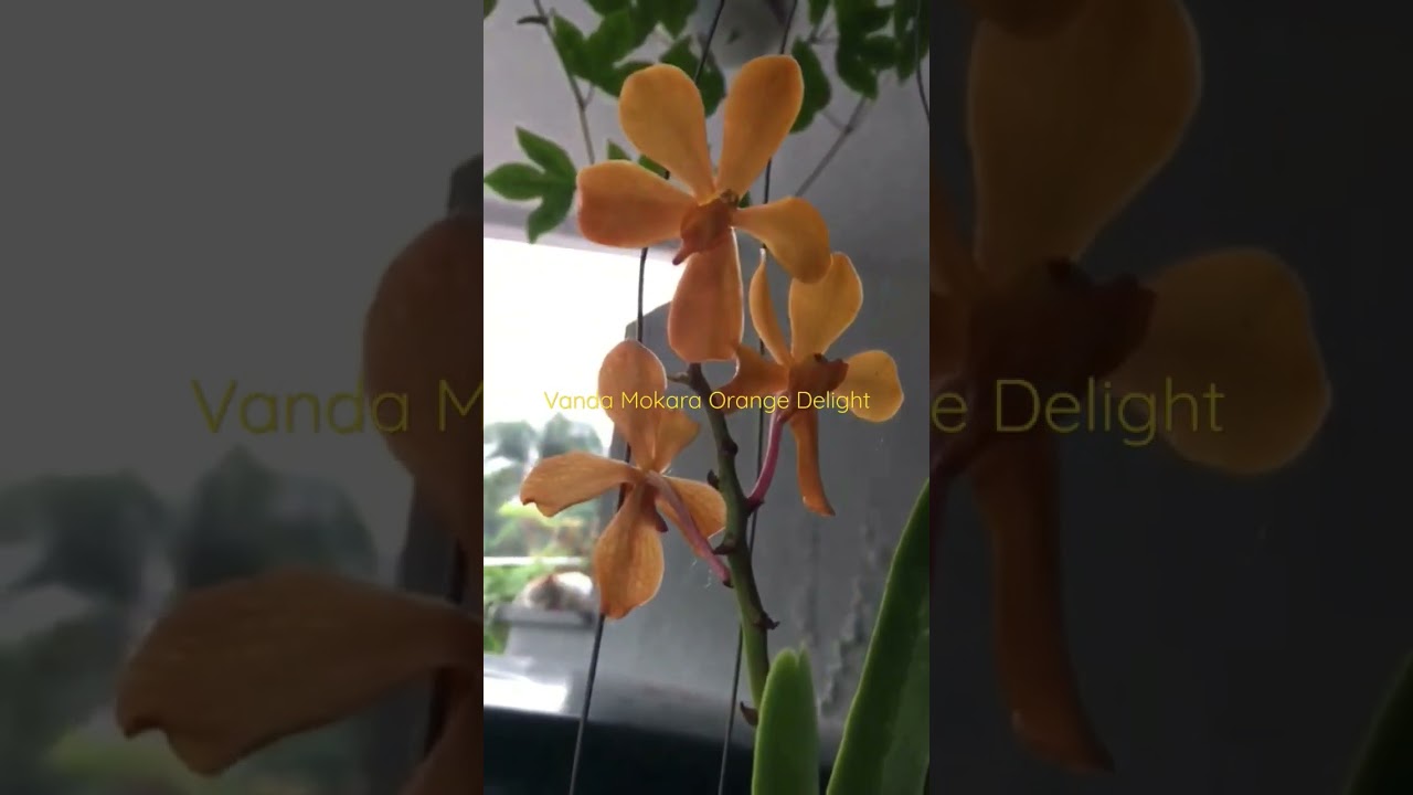 Vanda Mokara Orange Delight 