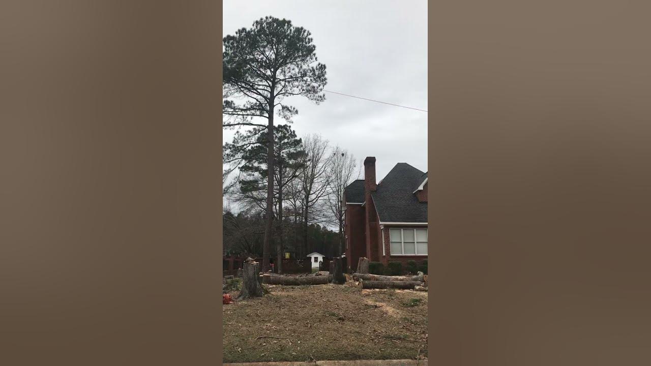 Felling huge pine tree close to house(subscribe)entrepreneurchainsawmantreefellingchainsaw