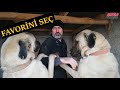 MEGA KANGAL'IN TÜM KÖPEKLERİ ( TANITIM ) #köpek #kangal