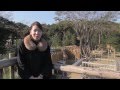 JAL JAPAN PROJECT 北九州 到津の森公園 の動画、YouTube動画。