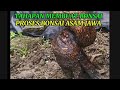 TAHAPAN - TAHAPAN MEMBUAT BONSAI ASAM JAWA