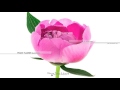 Pink peony flower blooming