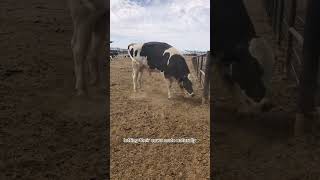 Why Many Farmers Choose Artificial Insemination Over Bulls 🐄