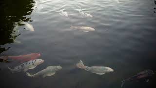 Stock  Footage Koi Fish 4k 60fps