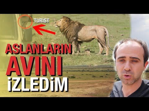 Video: Bude Turecká Vulture Attack My Small Cat nebo Dog?