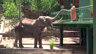 The monk who feeds the Giant tusker living in the forest surrounding the temple