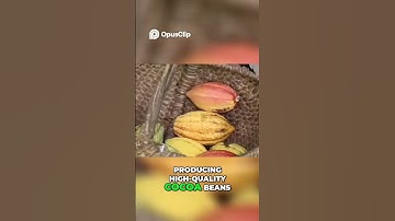 Coco Beans#shortvideo #shorts #production