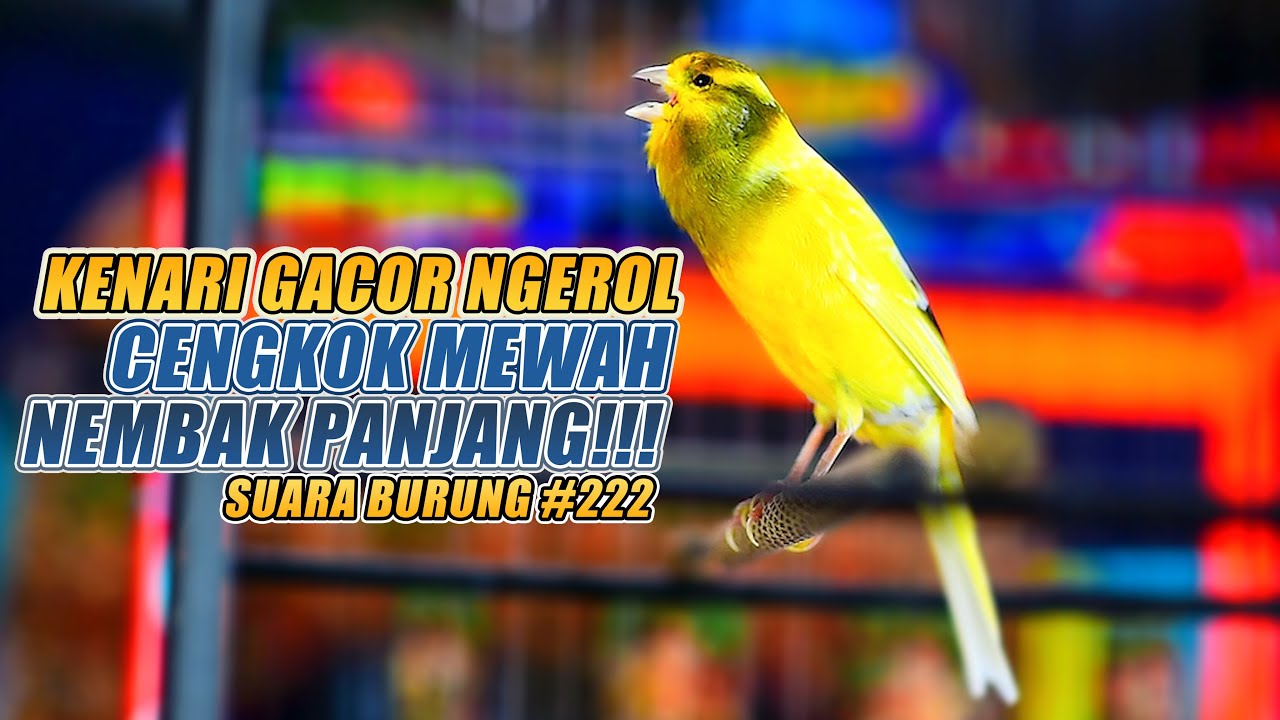 SUARA BURUNG |222| Kenari GACOR PANJANG INI Cocok untuk Masteran KENARI PAUD dan Kenari Macet BUNYI