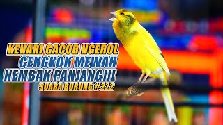 SUARA BURUNG |222| Kenari GACOR PANJANG INI Cocok untuk Masteran KENARI PAUD dan Kenari Macet BUNYI