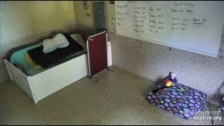 Ice Empty All Day Then 5Pm Highlights 5102024 Explore.org