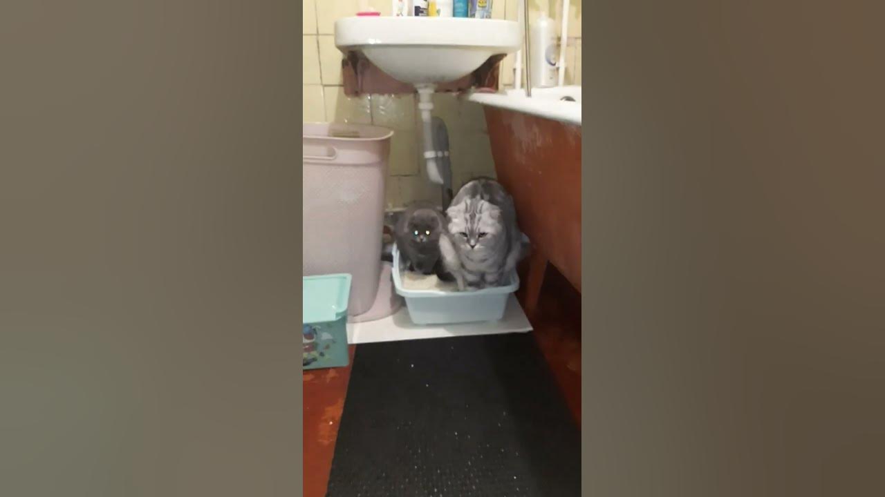 Вдвоем веселее 🤣 - YouTube