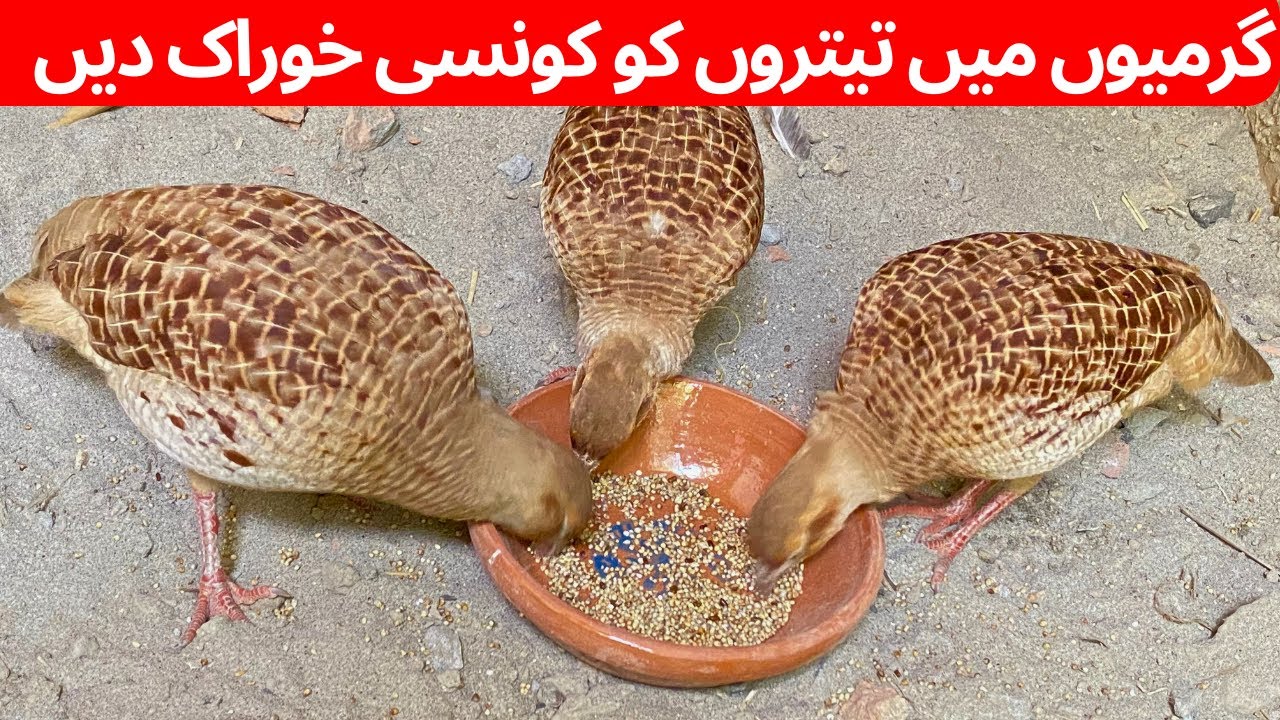 Teetero ke mukmal update | teeter کی مکمل معلومات