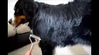 How to Groom a Bernese Mountain Dog