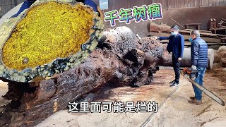 十几万的千年树瘤扔在草堆几年后锯开一看成这样了是亏是赚#根雕