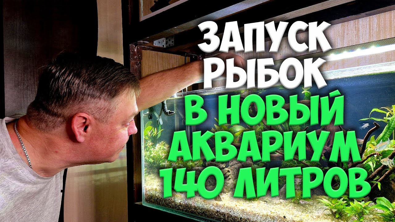 Новые волшебные рыбки для аквариума 140 литров - YouTube
