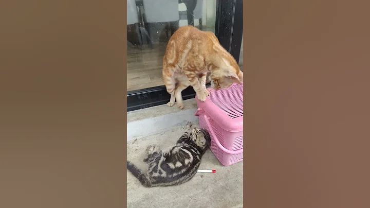 Video 6018271: bengalcat bengals cats, bengal cat play fight
