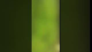 IMG 1635 MOV