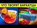 Невероятная Целебная Сила За Копейки! Вот Что Творят Бархатцы! Реальная Польза и Вред Чернобривцев!