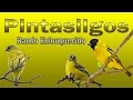 Pintassilgos cantando em bando gravados ao vivo em HQ para endoidar seus pássaros !!!!!