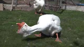 25.04.2019. Holmogory geese. Igor Alexanders family.Male 2014 - Russia. Olympus farm.