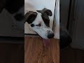 Puppy Homer under arrest😅 #youtubeshorts #dogs #funnydog