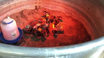 Cawm menyuam qaib hauv tsev