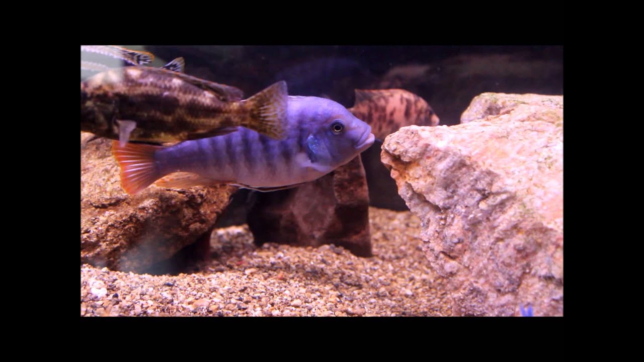 planted tank ph African Cichlids and American Cichlids