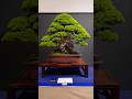 Life is too short to not like this video🌳#bonsai #love #channel #stay #positive