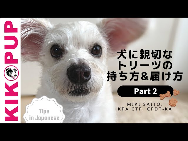 Dog Training Tips in Japanese with Special Guest Miki Saito Part 2